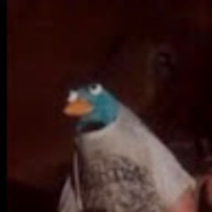 Meet your Posher, Owen